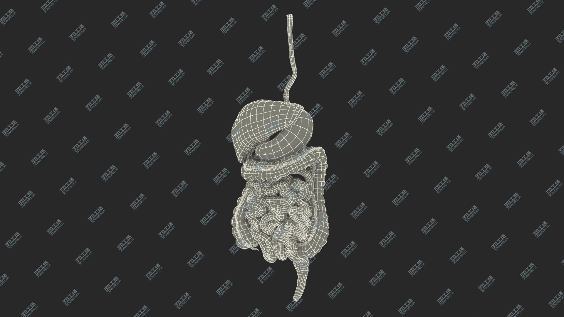 images/goods_img/20210313/3D Human Stomach and Small Intestines/4.jpg